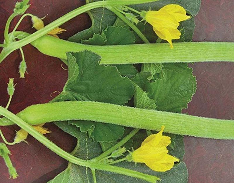 KANAYA Long Melon Kakri Seed  (40 per packet)