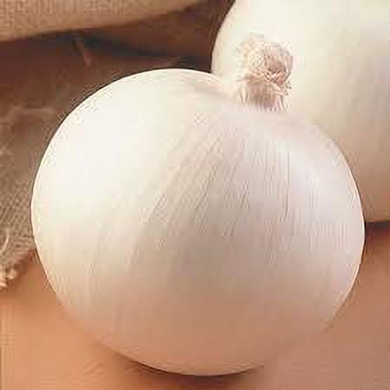 XOLDA Organic Onion white Seed  (21 per packet)