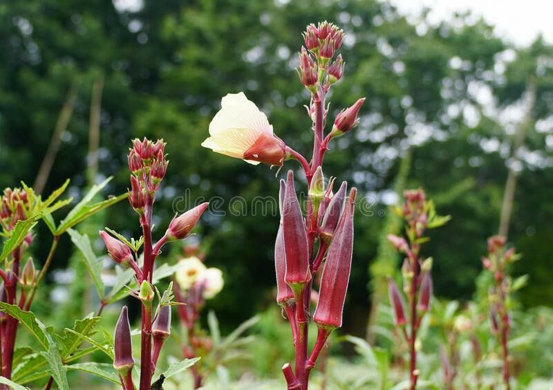 XOLDA Organic okra red Seed  (21 per packet)