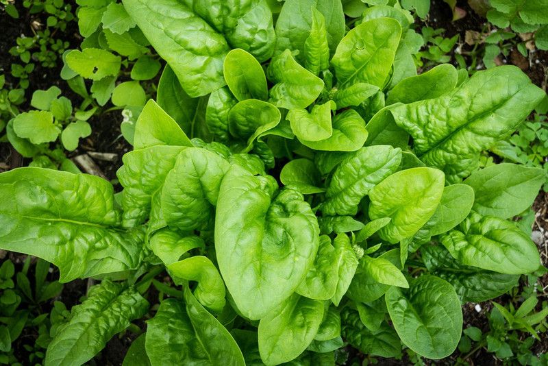 PLANTZON Palak Seed  (25 per packet)