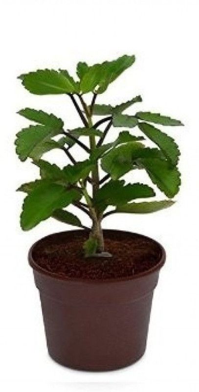 Dream mall Basil Plant  (Hybrid, Pack of 66)