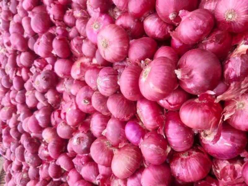 WILLVINE HUA-1017 F1 Hybrid Onion Red Nashik Seed  (1000 per packet)