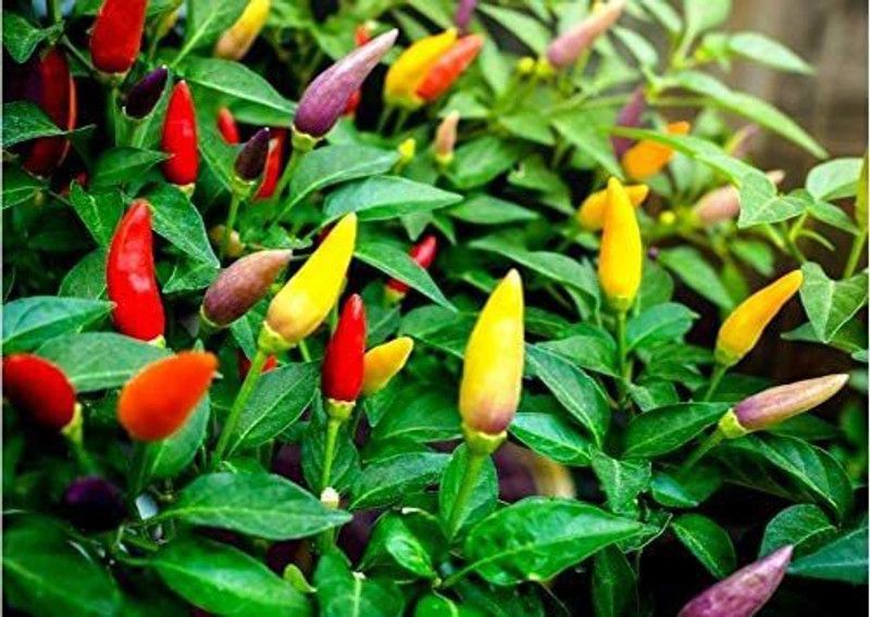 MKR Enterprises Chilli Seed  (270 per packet)