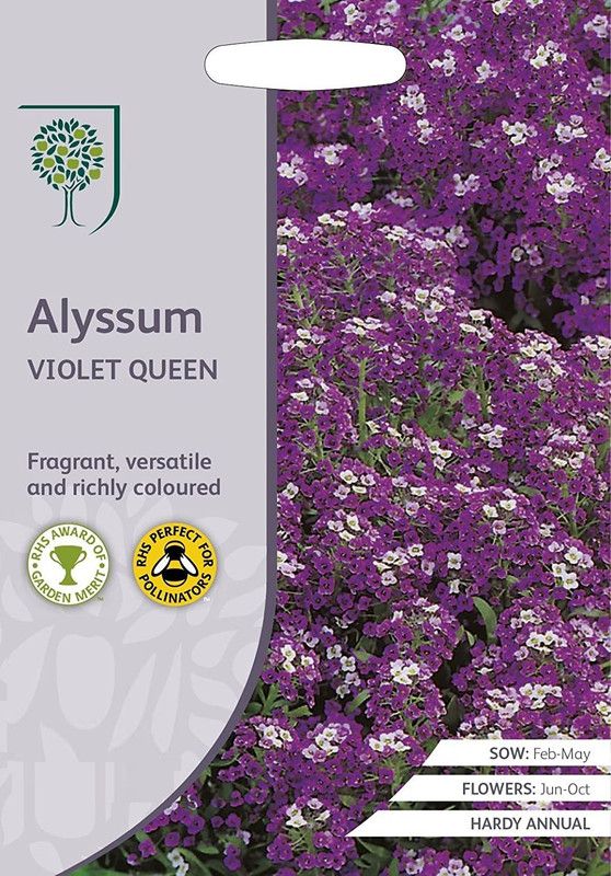 CYBEXIS RHS Alyssum Violet Queen Seed  (50 per packet)