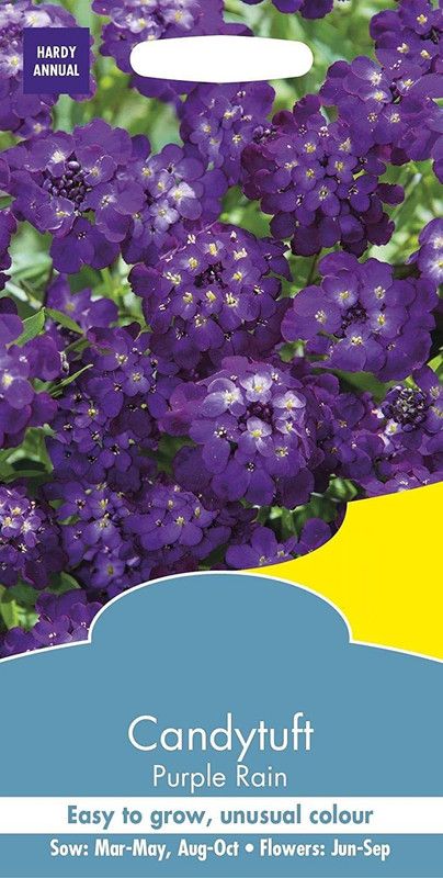 VibeX Candytuft Mayfield Beauty Seed  (5 per packet)