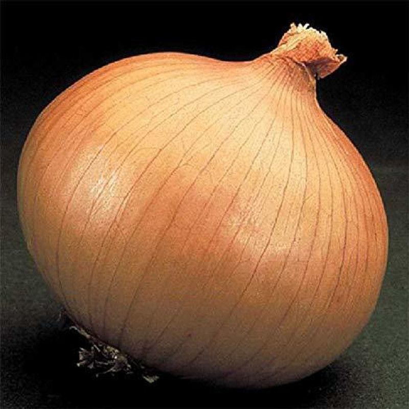 WILLVINE Onion Seed  (2500 per packet)