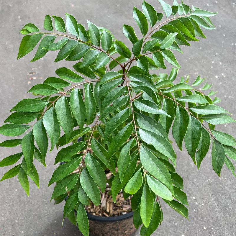 Artful Creature Curry Leaf Plant  (Pack of 1)