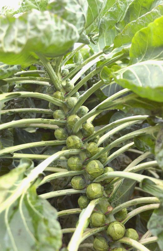 PLANTZON Brussels Sprout Seed  (35 per packet)