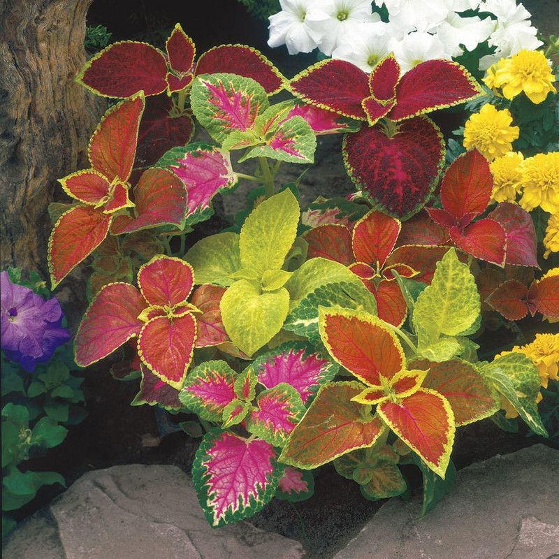 XOLDA Exotic Coleus Rainbow Mix Seed  (73 per packet)