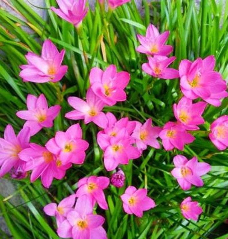 Globalplants Rain Lilly bulbs Seed  (5 per packet)