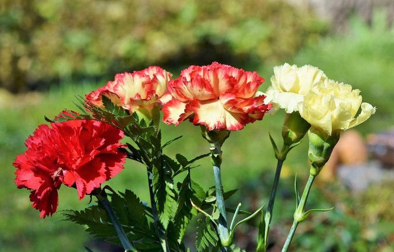CYBEXIS Carnation Seeds, Perennial,Long Blooming,Amazing Colours Seed  (50 per packet)