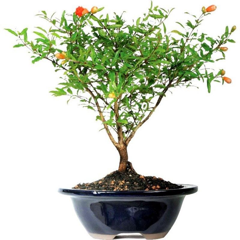 natikrd Pomegranate Plant  (Hybrid, Pack of 1)