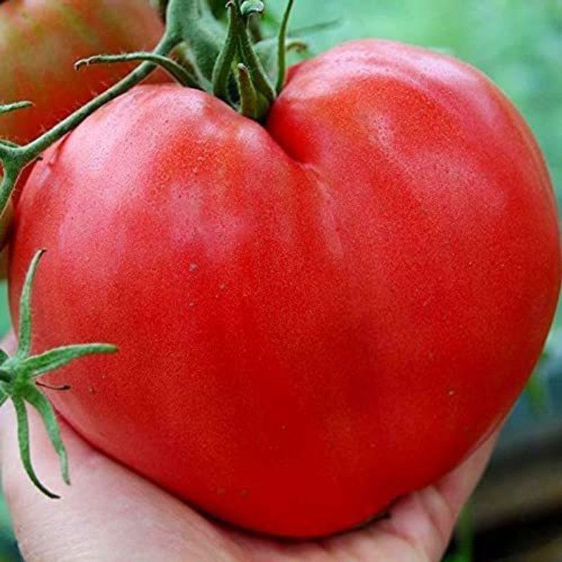 VibeX ® VXI-733 Pink Beefsteak Tomato Determinate Seed  (200 per packet)