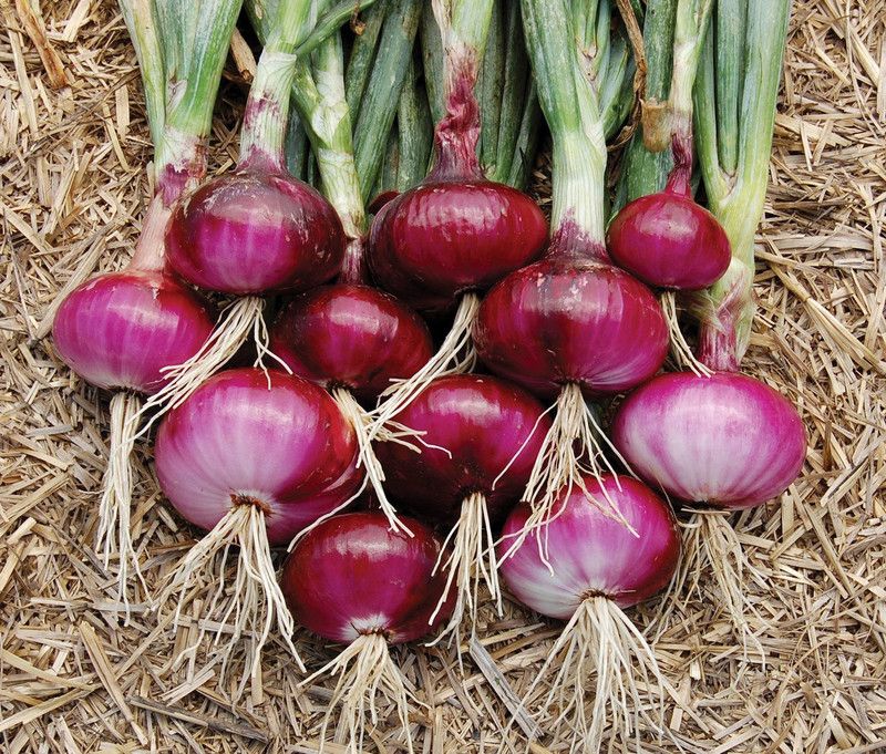 KANAYA Onion Red Kanda Vegetable Seed  (425 per packet)
