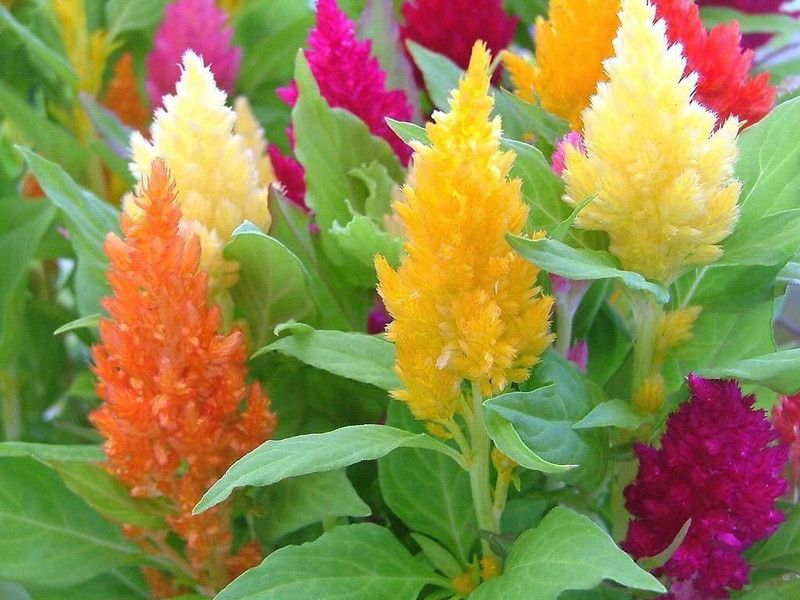 ZIXA Celosia Mix, Large flowers Seed  (40 per packet)