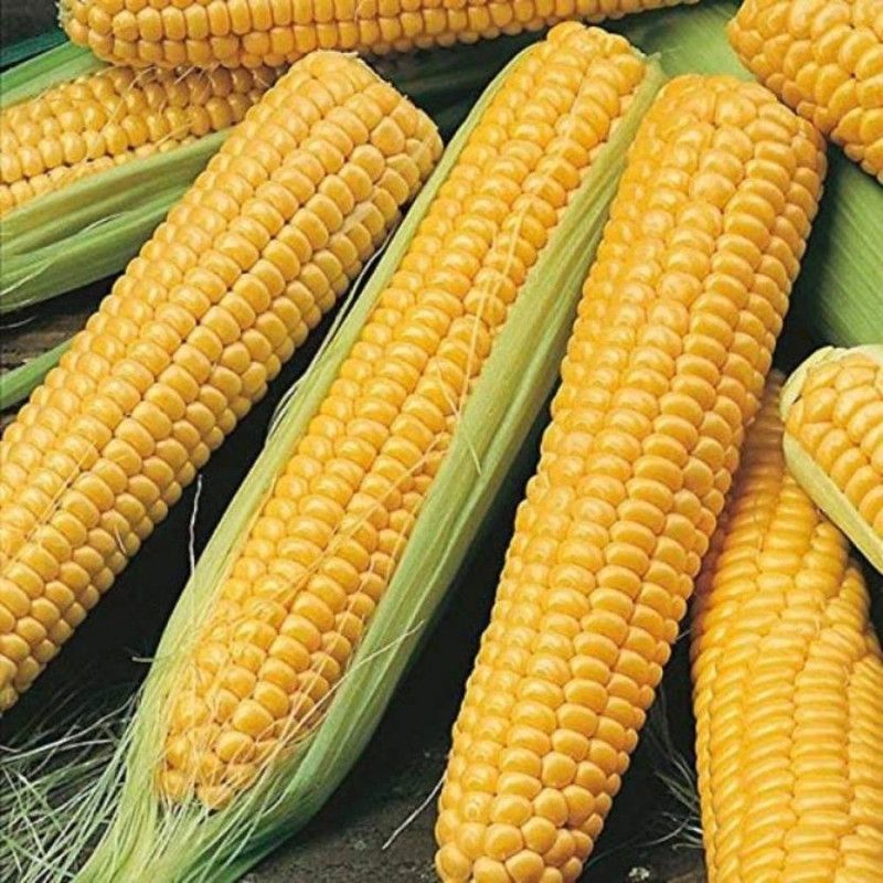 SHOP 360 GARDEN Hybrid Sweet Corn Seeds (Pack of 50 Grams Seeds) Seed  (50 per packet)