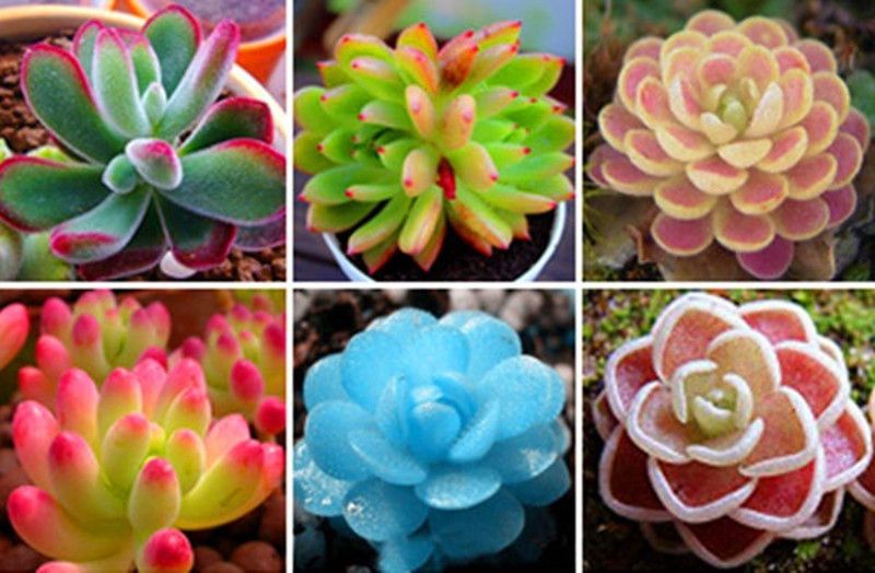 Nema Rare Mix Lithops Seeds Living Stones Succulent Cactus Seeds - 100 Pcs Seed  (100 per packet)