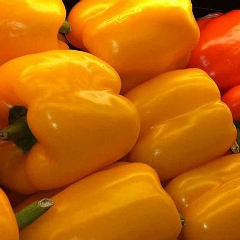GRAH PRAVESH Capsicum Yellow Seed  (20 per packet)