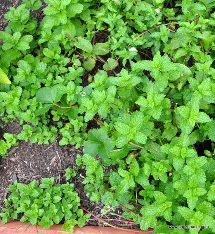 PLANTZON Pudina Mint Seed  (21 per packet)
