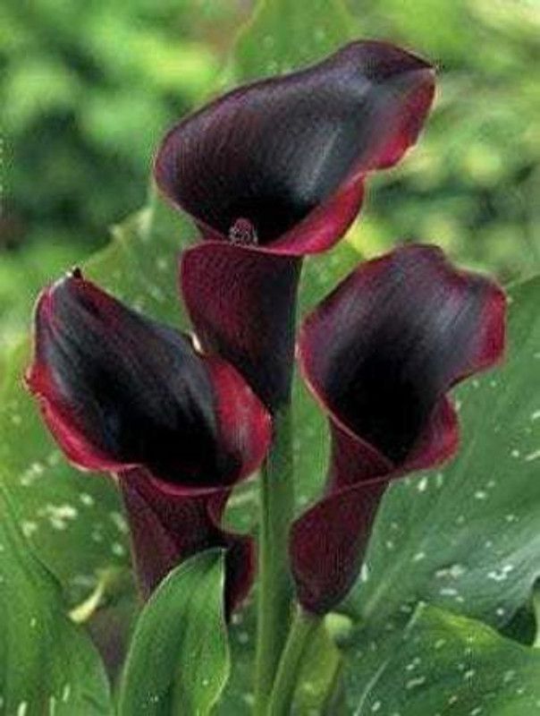 SIDDHI VINAYAK GALLERY Imported Variety Calla lily flower bulb Dark Red color Exotic Beautiful flower bulbs all season for home gardening Seed  (14 per packet)