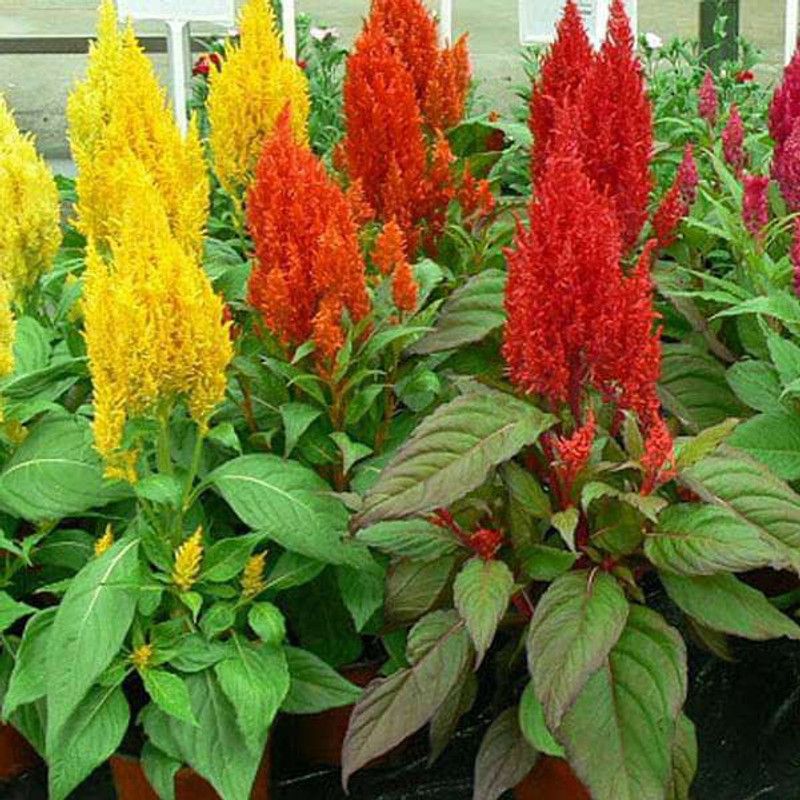 ZIXA Celosia Pulmosa Mixed Color Seed  (80 per packet)