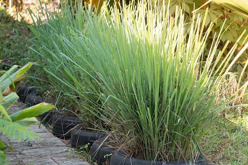 XOLDA Lemon Grass Seed  (180 per packet)