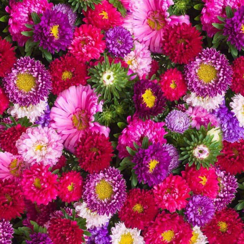 KANAYA Aster Mix Flower Seed  (26 per packet)