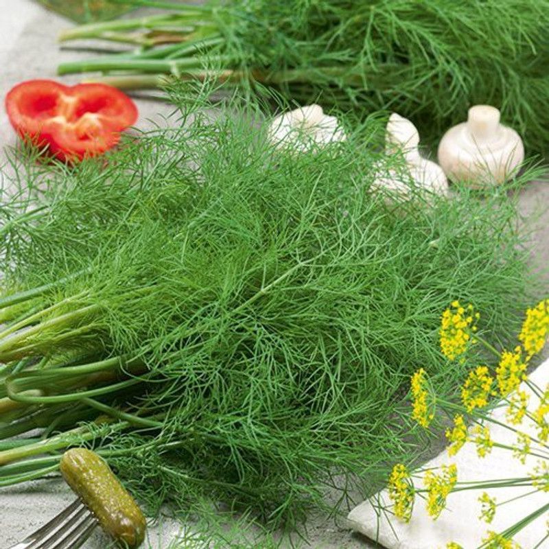 Nodoc Soya dill Vegetable Seed  (50 per packet)