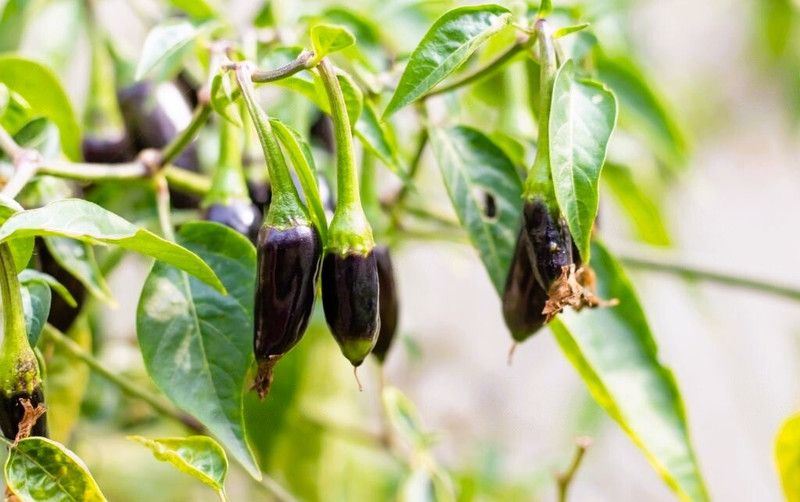 ASHOKE Seeds Chilli Seeds Black Chilli Seeds Chilli Seeds Desi Chilli Seed  (250 per packet)