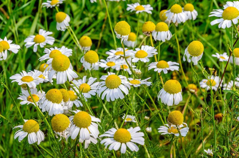PMB Exotic germanchamomile Seed  (34 per packet)