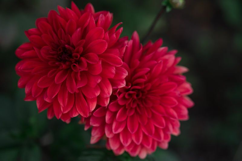 Mozette Exotic chrysanthemum Seed  (48 per packet)