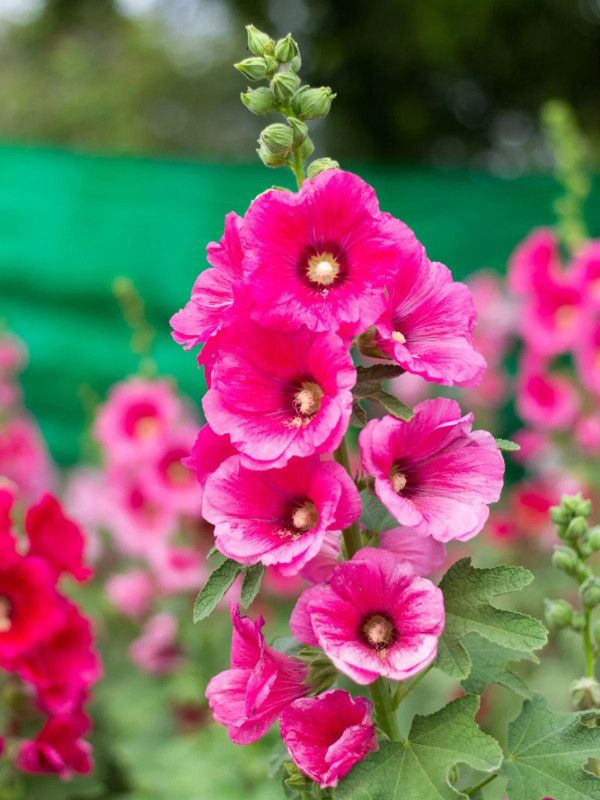 wequality Mix colour hollyhock flower seeds for hpome garden Seed  (140 per packet)
