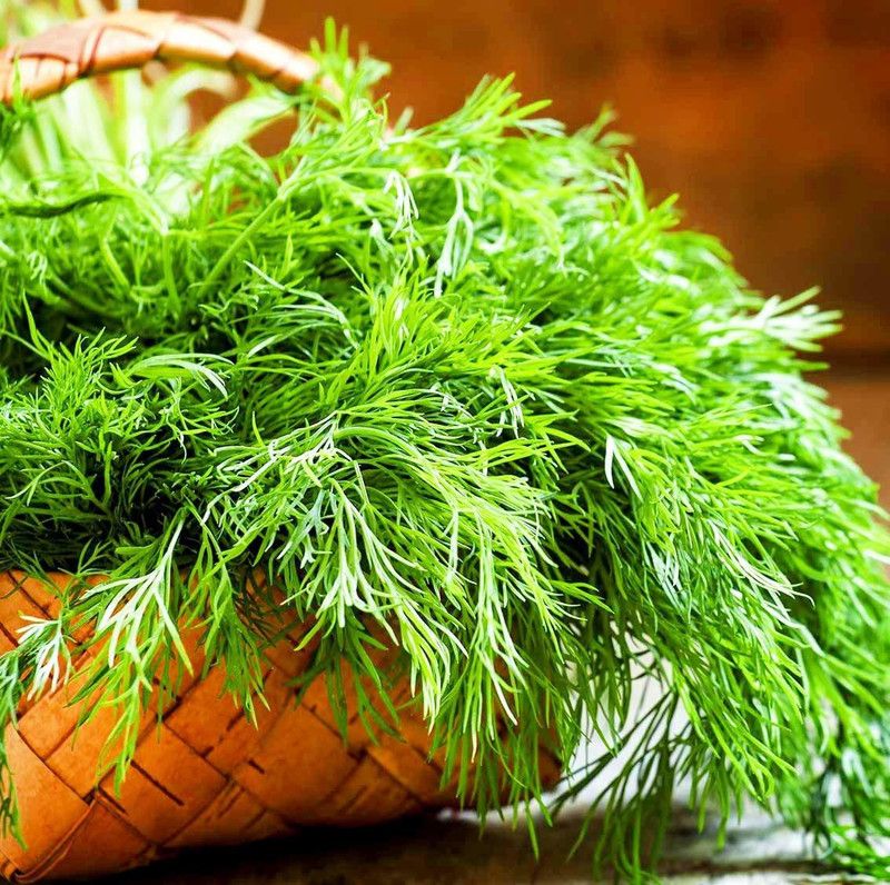 EKAKSHAR Dill Herb(Soya) Seeds For Home And Kitchen Gardening 1500 Beej A9 Seed  (1500 per packet)