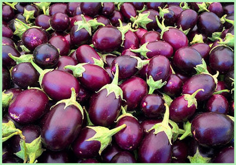 XOLDA Organic brinjal Seed  (22 per packet)