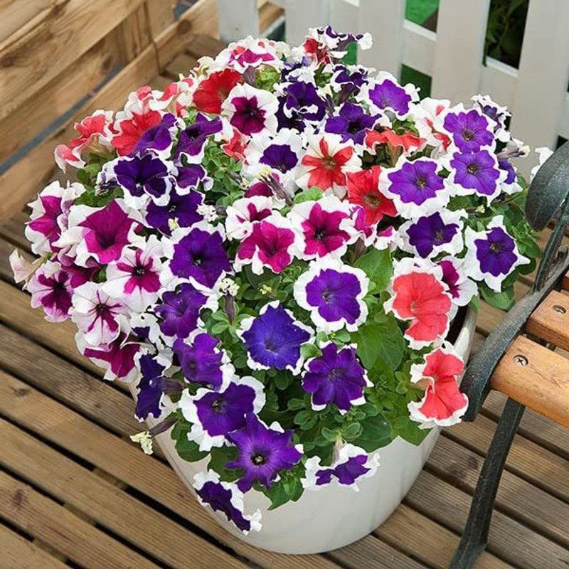 Lorvox Petunia Hanging Flower Seeds Dwarf Seed  (65 per packet)