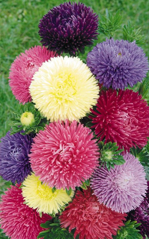 Nodoc Aster Hybrid Flower Seed  (60 per packet)
