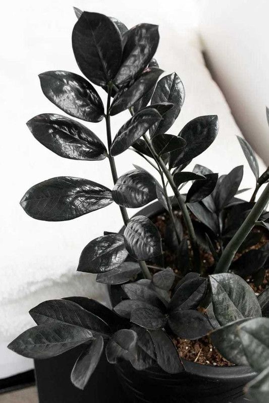 Amazing Gurden ZZ Plant  (Hybrid, Pack of 1)