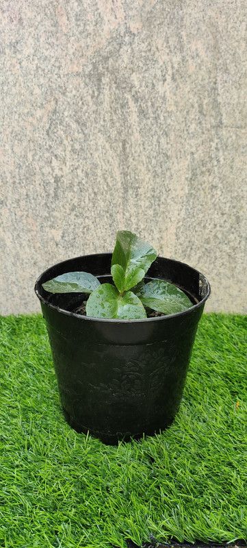 Misthi Kalanchoe Plant  (Pack of 1)