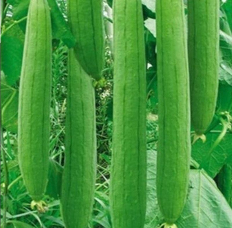 UGRA Tori Sponge Gourd Seed  (60 per packet)
