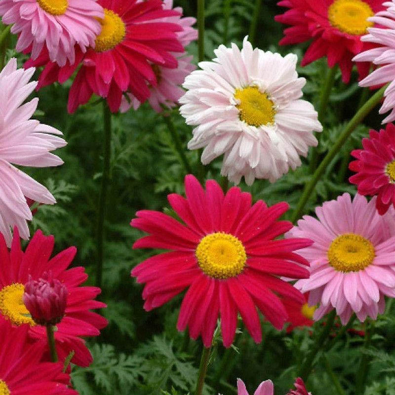 KANAYA Chrysanthemum Mix Flower Seed  (70 per packet)