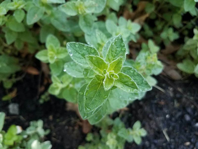 Mozette Organic oregano herb Seed  (34 per packet)