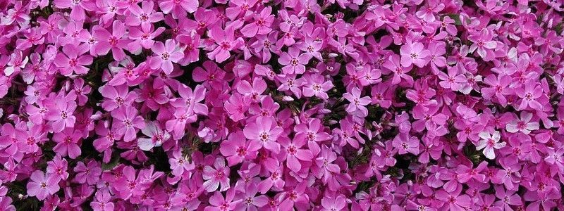Mozette Phlox flower Seed  (18 per packet)