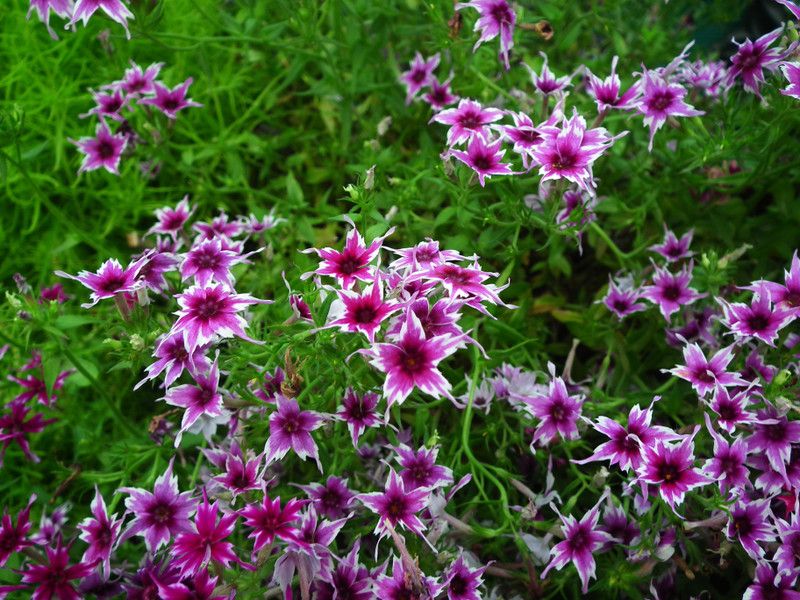 PMB Phlox Twinkle Dwarf Seed  (30 per packet)