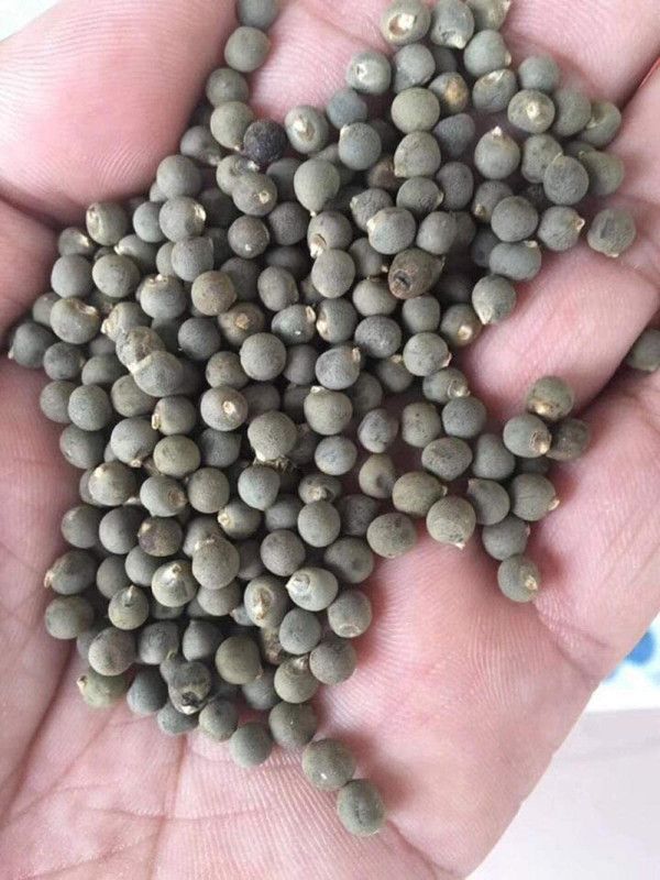 Biosnyg Special Flavor Abelmoschus Esculentus Okra Seeds-200 x Seeds 1000 Seeds Seed  (1000 per packet)