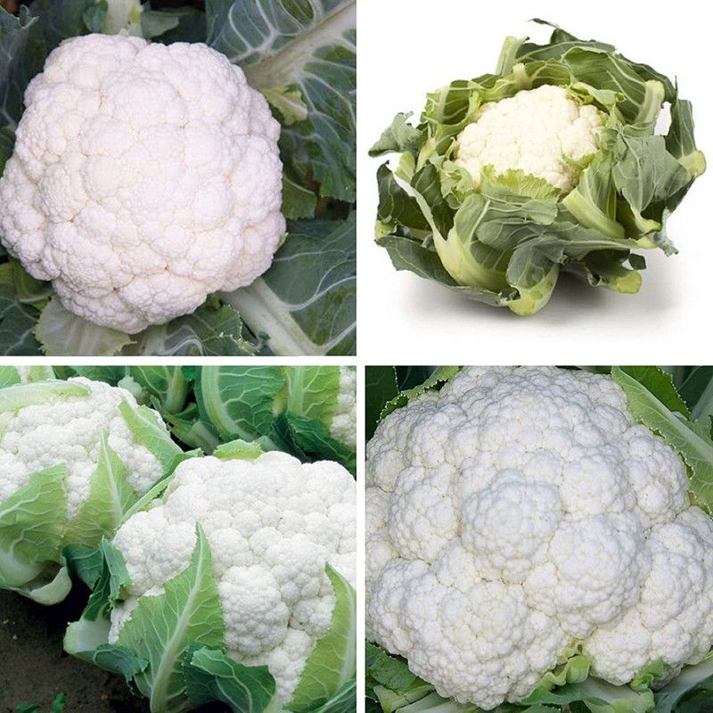 MKR Enterprises Cauliflower Seed  (300 per packet)