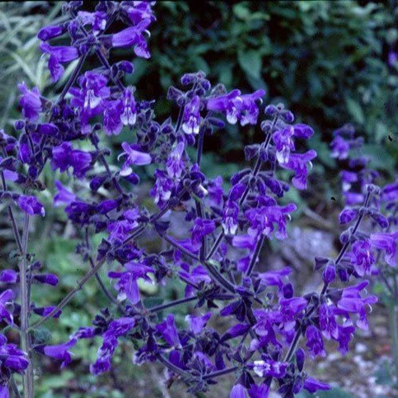 CYBEXIS Hybrid Seeds - Salvia Hians Seeds Seed  (50 per packet)