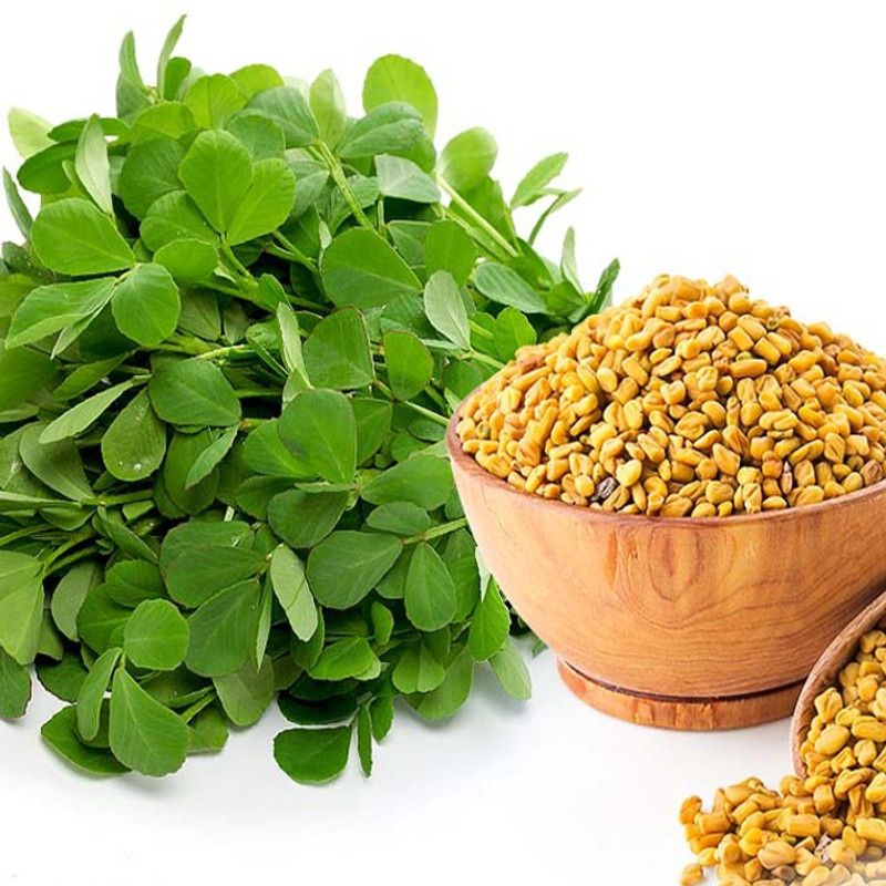 PLANTZON Methi/Fenugreek Seed  (10 per packet)