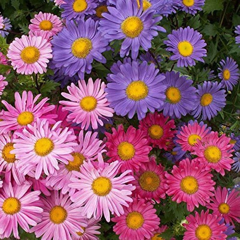 KANAYA Aster Flower Seed  (150 per packet)