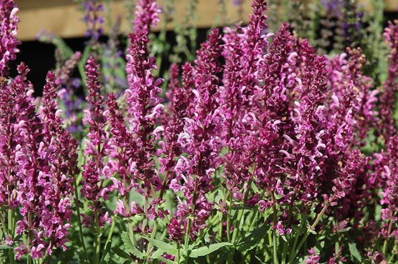Paudha Salvia Pink Seed  (43 per packet)