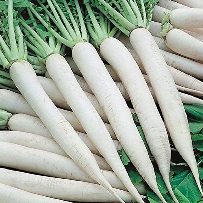 KANAYA Mooli Seed  (800 per packet)
